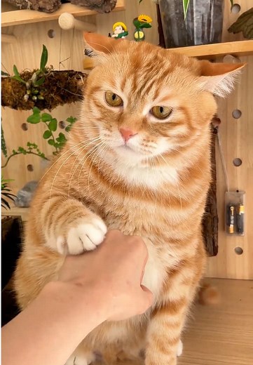 子どもは武道家！？茶トラとサバトラの猫たち
