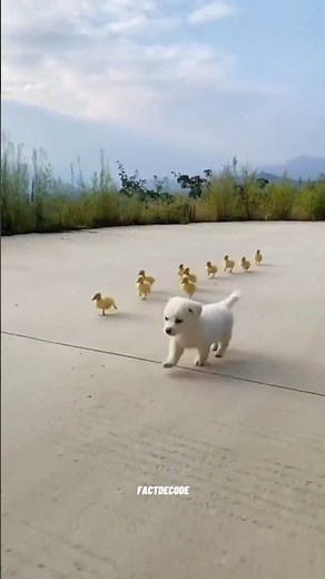 These Animals Will Make You Laugh in 30 Seconds! 😂