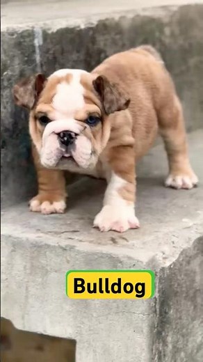 English bulldog for sale