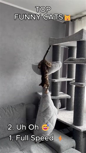 Which one made you laugh the most? I'm definitely #4! 😂 #shorts #catshorts