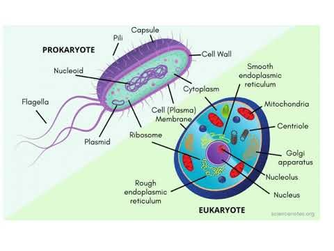 Understanding the Themes of Biology: How Life Works