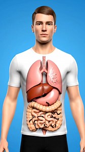 What happens when you eat egg? #anatomy #egg | humanbodyedu