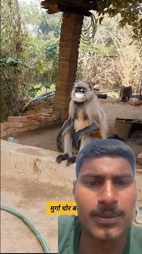 मुर्गा चोर बंदर #funny #comedy #thetharpuns #shilpisaroja