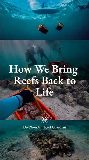 How We Bring a Coral Reef Back to Life | Reef Restoration in the Philippines 🌊