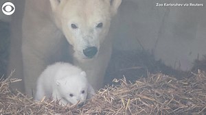 86K views · 6.4K reactions | AW: A baby polar bear was seen cuddling with its mom Nuka in their enclosure at a zoo in Germany. A zoo spokesperson said the cub gets stronger every day and now crawls. | CBS Detroit | Facebook