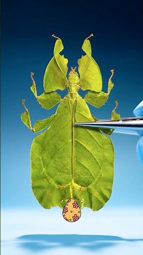Strangest Animal Births: The Insect Born Already Pregnant! 🐞 #Shorts #WeirdAnimals #AnimalFacts