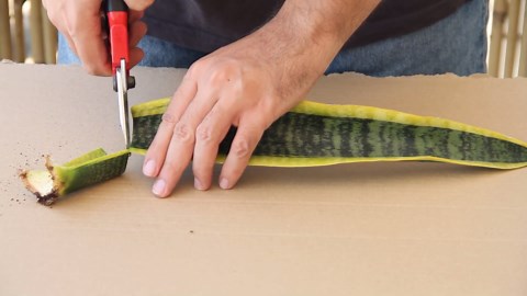 Plant snake plants in March and multiply them fast with water cuttings