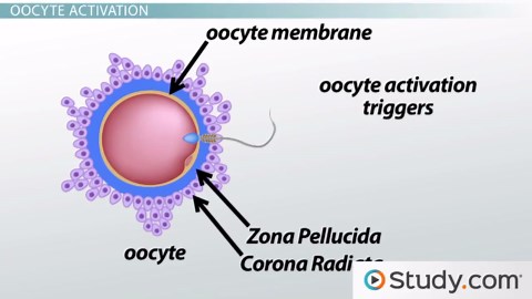 Fertilization | Membrane, Oocyte & Cell Cleavage