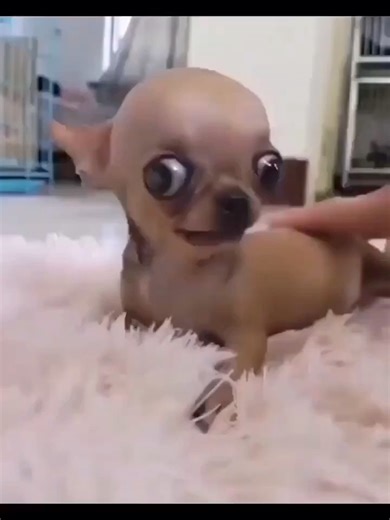 chihuahua_rabo on Instagram: "🤣🤣😘 ......... Credit: jamal_alazmii ......... #chihuahuasofinstagram_ #chihuahua_ru #chihuahuagirl #chihuahuastyle #ilovechihuahua #chihuahuasrule #chihuahuababy #chihuahuamania #chihuahua #chihuahuasdaily #chihuahuafanatics #chihuahuaholic #chihuahualiebe #instachihuahua #chihuahuagram #chihuahuamix #chihuahuapuppies #cutechihuahua #chihuahuapuppy #chihuahua_land #chihuahualife #chihuahualoverphoto #chihuahuathai #chihuahuapelolongo #chihuahualovers #chihuahualo