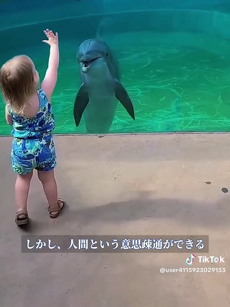 賢いイルカたちの感動的な助け合い