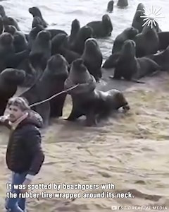 Helping sea lion with tire stuck around his neck❤ #Amazing #animals #love #fyp #pet | Deandre Ayton