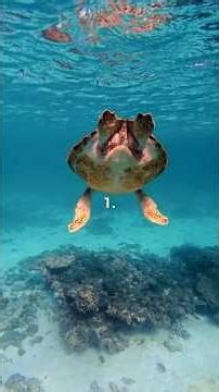 Schildkröten 🐢 #Fakten #Tiere #Deutsch