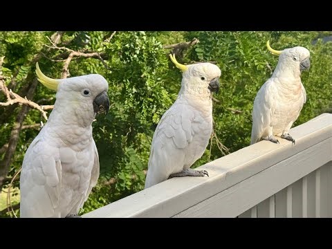 Australian Wild Birds, Magpies & Cockatoos ZOO!