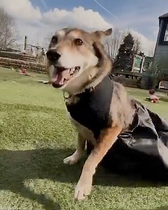 54K views · 5.3K reactions | A few days ago Candy let us know she’d quite like to go off exploring the park without her wheels. Naturally we can’t have her dragging her paralysed legs around unprotected for too long. Someone very kindly bought her a drag bag from our Amazon Wishlist and now this sweet little lady is all set to mooch around 殺 | Dogs 4 Rescue | Facebook