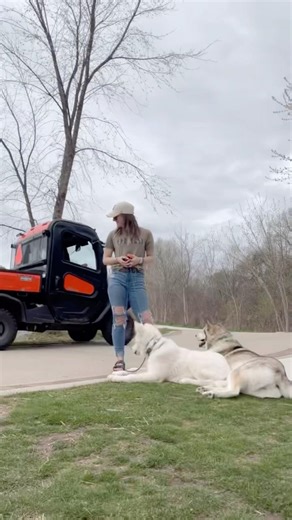 Channeling That SASSY Malamute Energy | “Freyja & Ragnar” | DetroitTrainerTeri