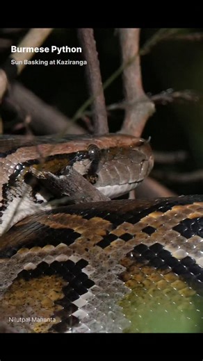 Nilutpal Mahanta on Instagram: "Burmese Python Sun Basking at Agaratali Range of Kaziranga #love #nature #wildlifephotography #wildlife"