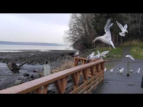 Seagulls eating bread from hand