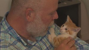 Kitten shower event aims to support rising homeless kitten population