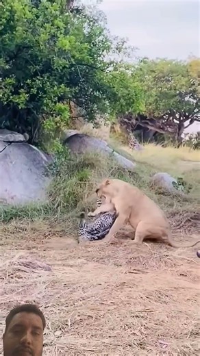Lepord v/s Lion #africansafari #wildliferescue #leopard #wildanimals #animals#kindnessiscool #ytsh