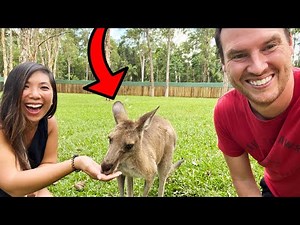 Bribing Kangaroos at Steve Irwin's Australia Zoo
