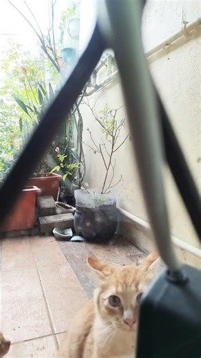 cats knocking at the window #cat #kitten #turkishcat