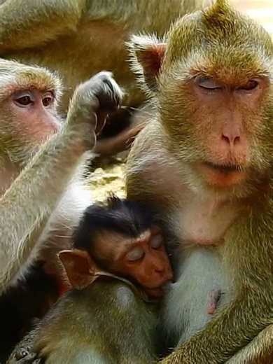 #Daisy's baby monkey# 2