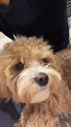 what the dog doin? part 3 but i think the fame got to him.