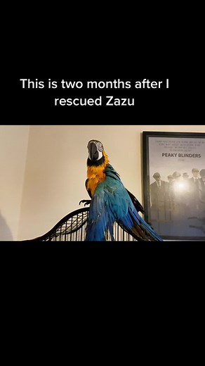 Parrot Rescue Transformation: A Heartwarming Story of Love