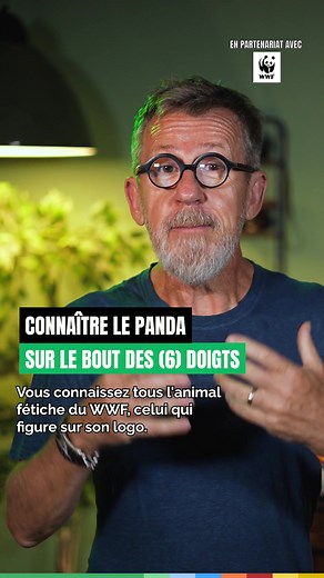 Découvrez le panda géant, symbole de la Chine