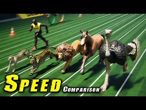 Speed Comparison: Usain Bolt VS Tigers, Cheetah, Lion, horse and ostrich