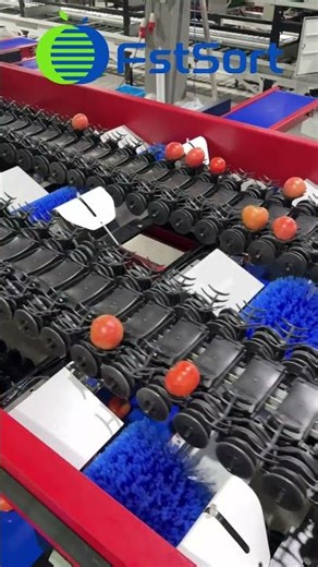 Say Goodbye to Manual Bagging! The Secret to Tomato Sorting Without Bumping or Hollowing