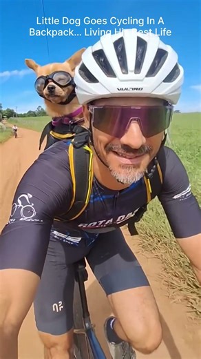 Little Dog Goes Cycling In A Backpack… Living His Best Life
