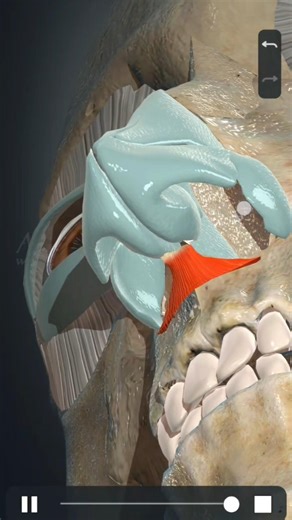 depressor Speti Nasi Muscle #new #anatomy #medico #anime #science #biology #anime #study #education