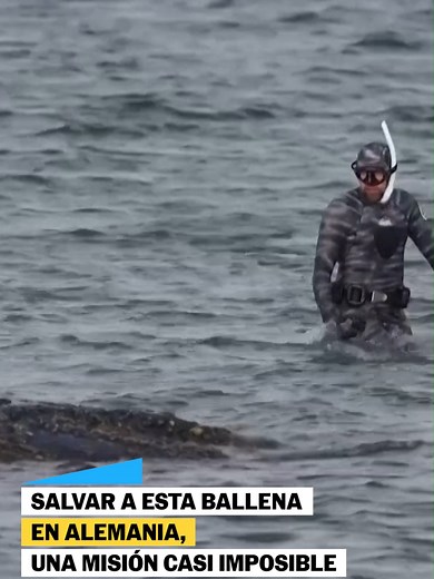 Rescate de ballena jorobada en el mar Báltico