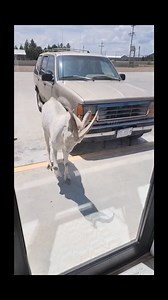 33K views · 312 reactions | Insurance would have never believed you  | allfails | Facebook