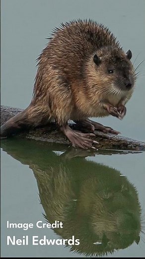 Rakali - Australia's Remarkable Water Rat