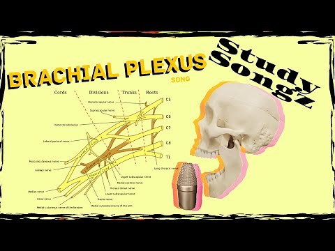 Brachial Plexus Song - Study Songz - Brachial Plexus Nerves