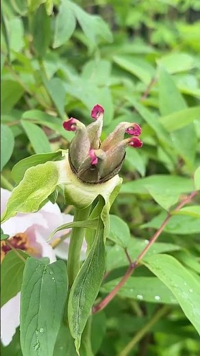 Remove only THIS from peonies 🌸 For abundant blooms next year!