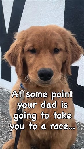 36 reactions · 3 comments | A public service message from Martin the shop dog… | Charlie Beals Racing | Facebook