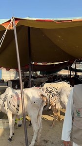 4.1K views · 171 reactions | This Eid, let your Qurbani reach the...