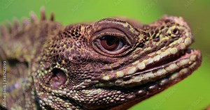 Philippine sailfin lizard, crested lizard, sail-fin lizard, sailfin water lizard (Hydrosaurus pustulatus) or its native name ibid is an oviparous lizard living only in the Philippines