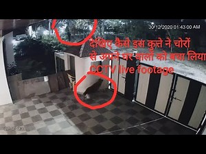 A well trained German Shepherd Vs Thieves must watch