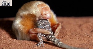 Extremely rare marsupial mole caught on camera in the Gibson Desert