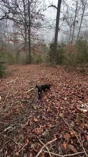 Reaper’s First Ever Drag Line 🐕🩸