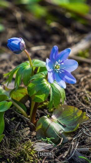 Timelapse Blue Aconite Bloom ✨ | 4K Ultra HD
