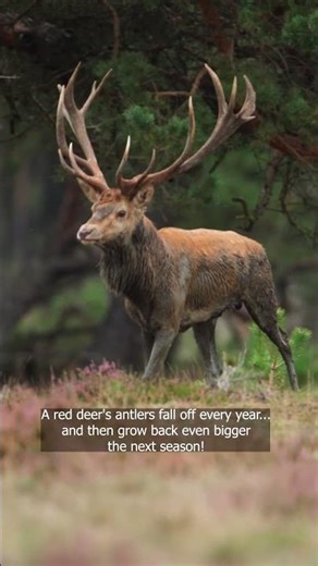 Red Deer Antlers: Nature's Annual Regrowth!