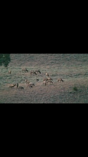 Just a few ElK in this public land herd, such an awesome site to see. #elkaddicts #elk #elkcountry #wildlife #mountainlife | Elk Addicts