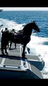 Elite Friesian Stallion Executes Tactical Ocean Dive from Patrol Boat #FriesianHorse #MilitaryTraining #EliteForces #WarHorse #TacticalTraining | Wildora Vault