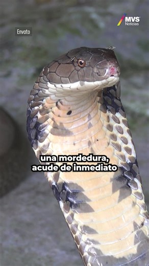 🐍Esto es lo que debes saber sobre los tipos de serpientes que viven en Nuevo León y cómo actuar en caso de una mordedura. | MVS Noticias Monterrey