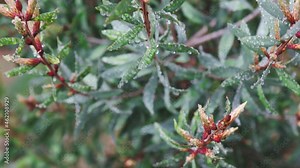 native Australian callistemon bottle brush plant outdoor in beautiful tropical backyard